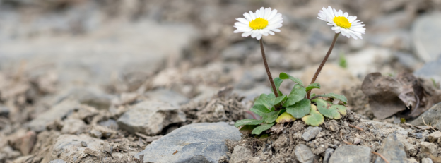 Hitting Rock Bottom… New MLF Podcast Out